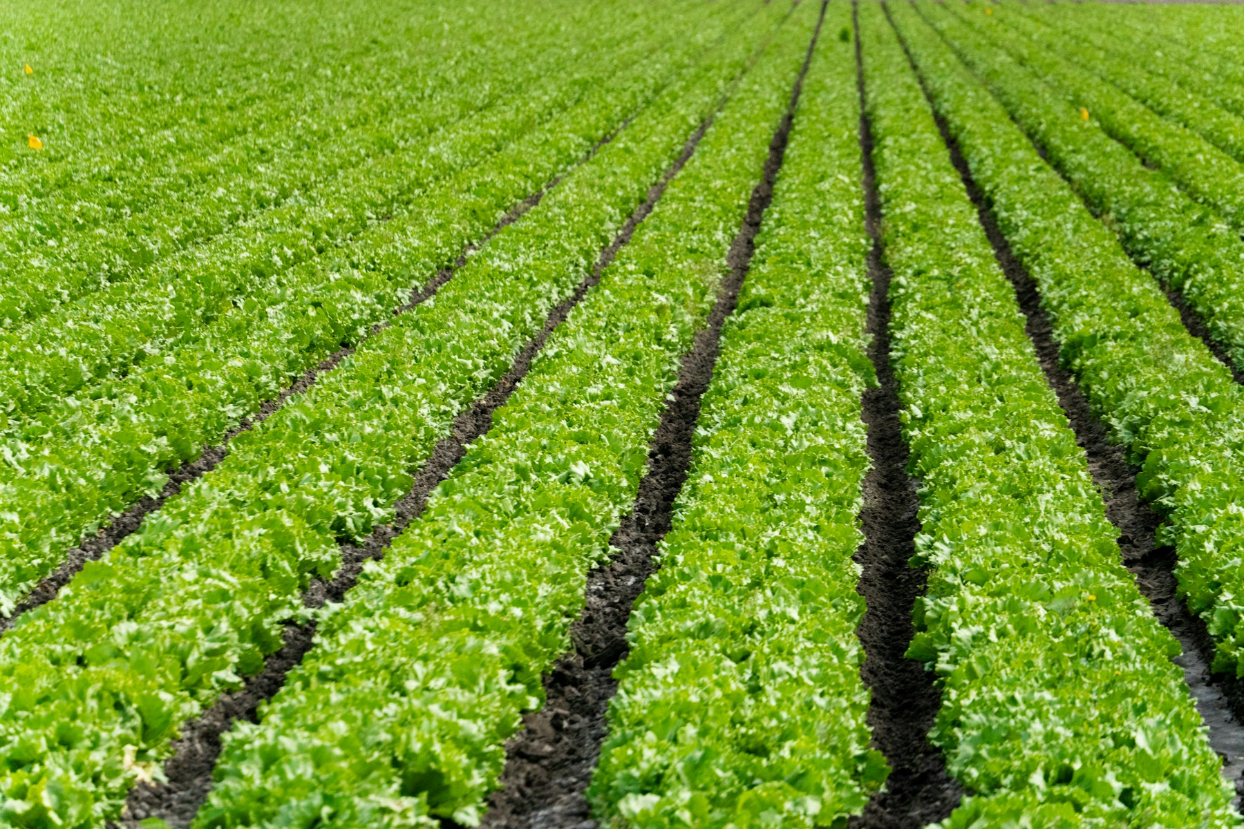 Rows of green lettuce growing in a field